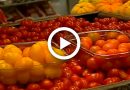 Os benefícios e as receitas com tomate