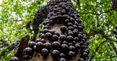 Vem aí o Festival da Jabuticaba!