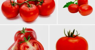 1º de fevereiro Dia do Tomate